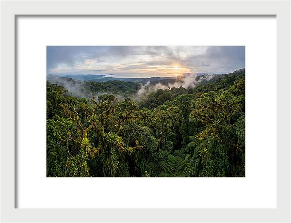Monteverde Cloud Forest At Dusk