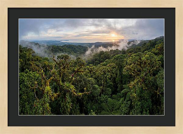 Monteverde Cloud Forest At Dusk