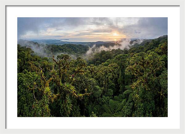 Monteverde Cloud Forest At Dusk