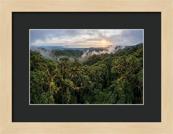 Monteverde Cloud Forest At Dusk