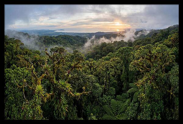 Monteverde Cloud Forest At Dusk
