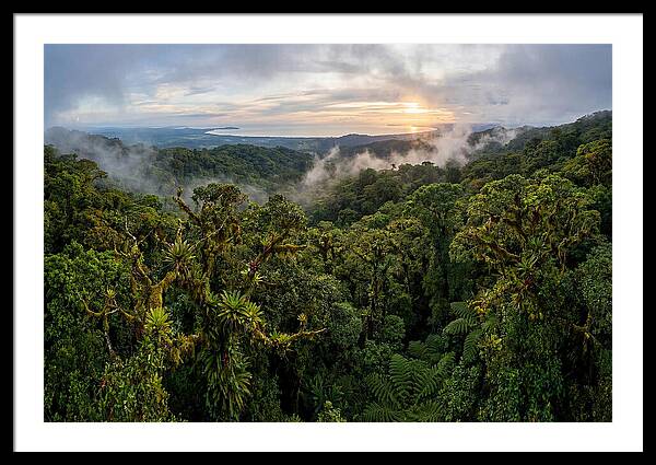 Monteverde Cloud Forest At Dusk