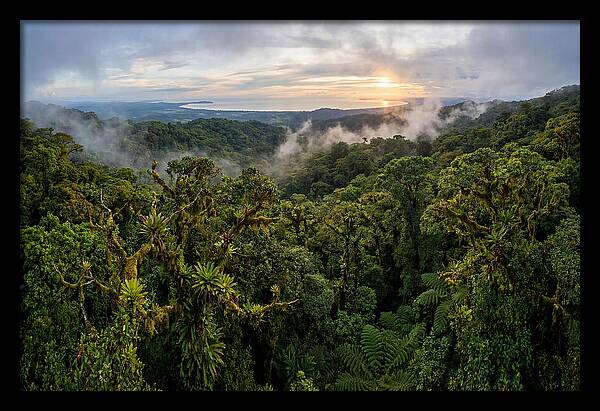 Monteverde Cloud Forest At Dusk
