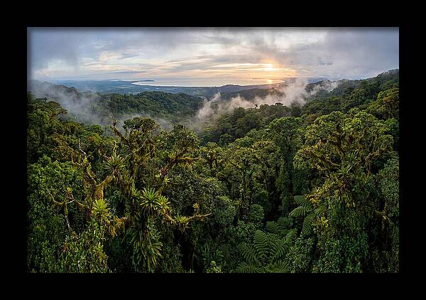 Monteverde Cloud Forest At Dusk