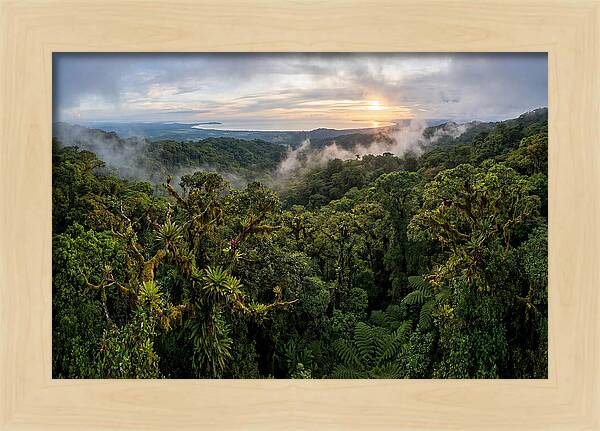 Monteverde Cloud Forest At Dusk