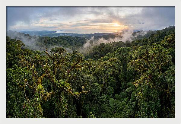 Monteverde Cloud Forest At Dusk