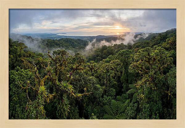 Monteverde Cloud Forest At Dusk