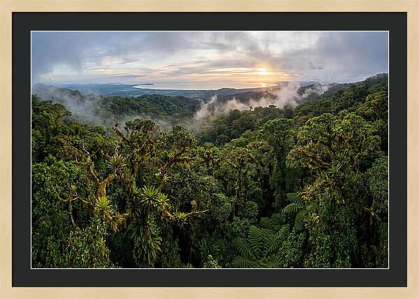 Monteverde Cloud Forest At Dusk