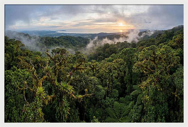 Monteverde Cloud Forest At Dusk