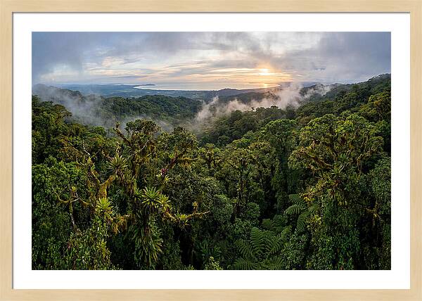 Monteverde Cloud Forest At Dusk