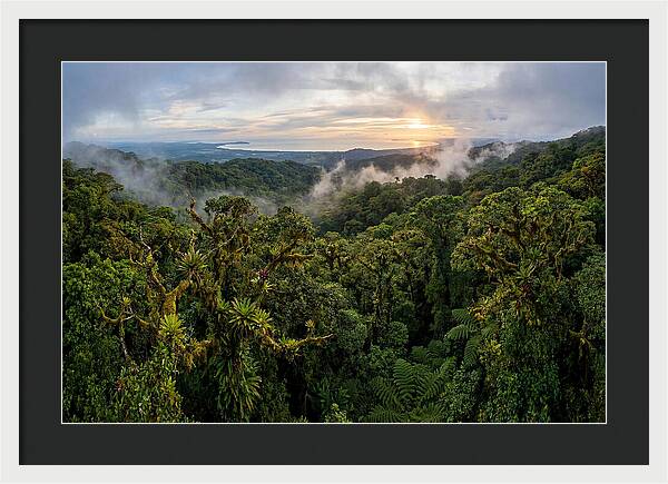 Monteverde Cloud Forest At Dusk