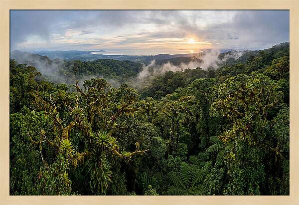 Monteverde Cloud Forest At Dusk