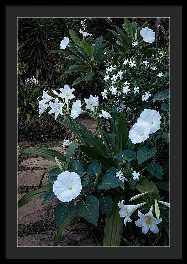 Moon Garden Glowing White Blooms