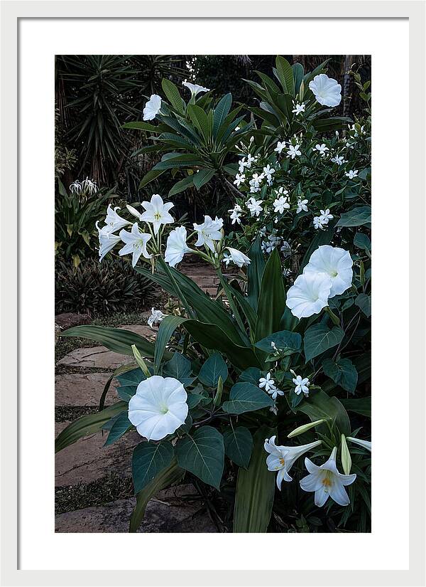 Moon Garden Glowing White Blooms
