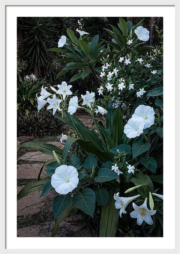 Moon Garden Glowing White Blooms