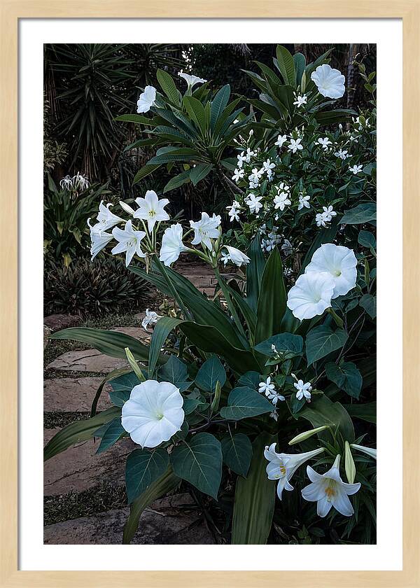 Moon Garden Glowing White Blooms