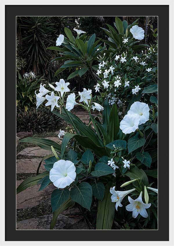 Moon Garden Glowing White Blooms