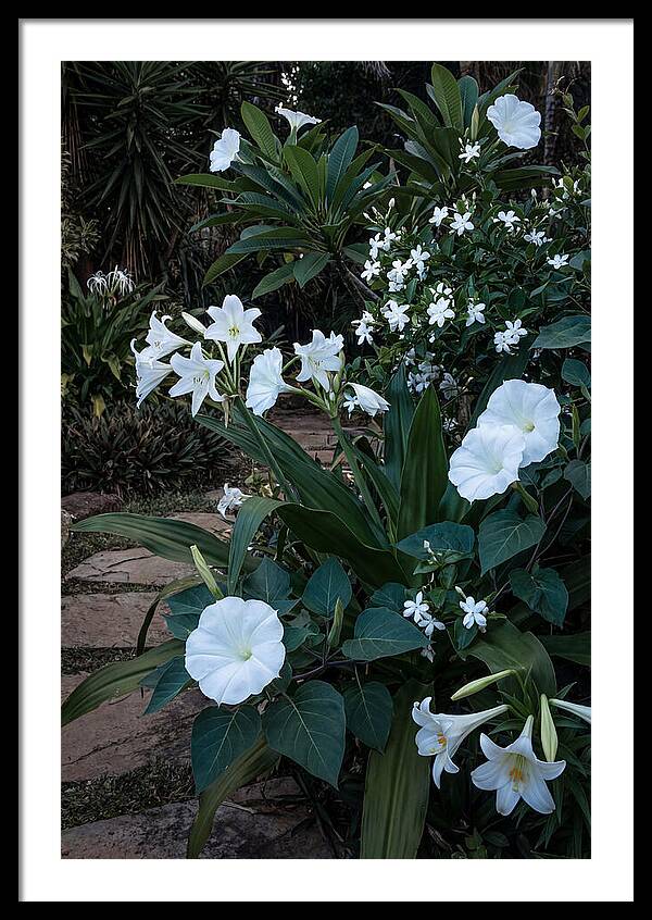 Moon Garden Glowing White Blooms