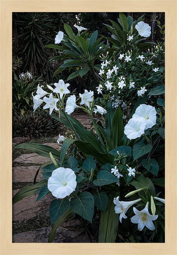 Moon Garden Glowing White Blooms