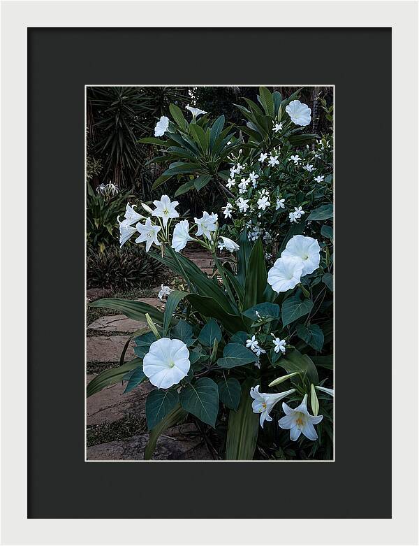 Moon Garden Glowing White Blooms