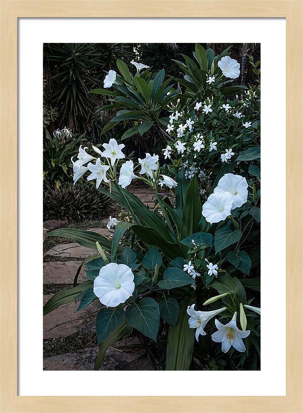 Moon Garden Glowing White Blooms