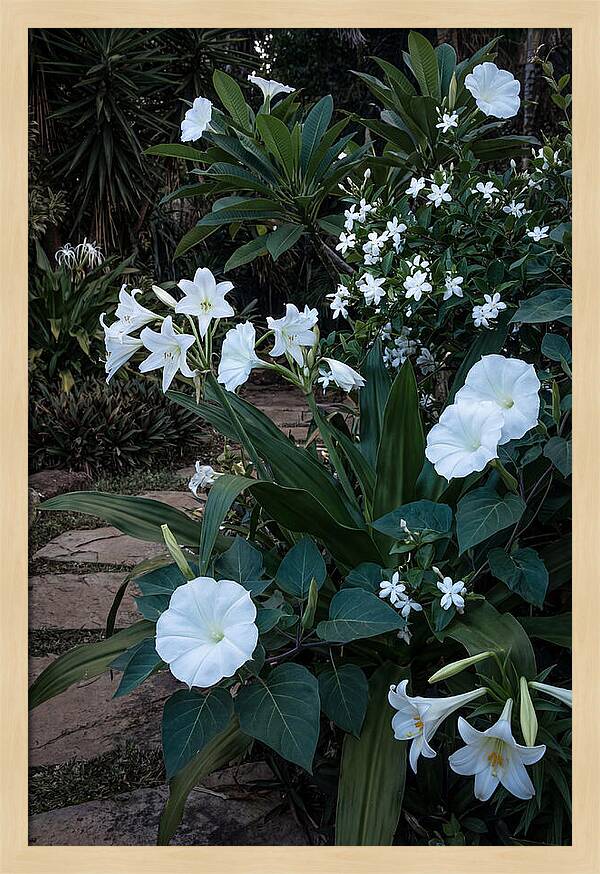 Moon Garden Glowing White Blooms