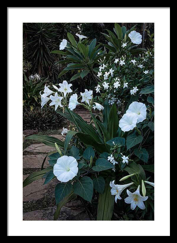 Moon Garden Glowing White Blooms