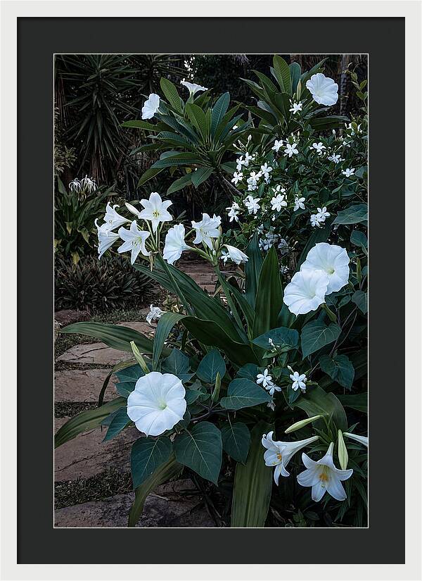 Moon Garden Glowing White Blooms
