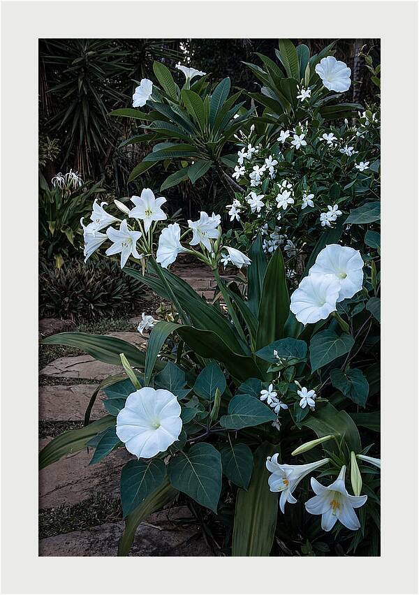 Moon Garden Glowing White Blooms