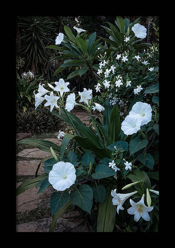 Moon Garden Glowing White Blooms