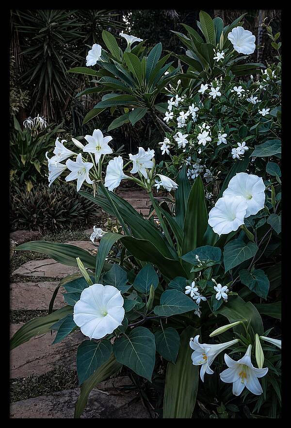 Moon Garden Glowing White Blooms