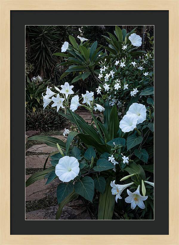 Moon Garden Glowing White Blooms