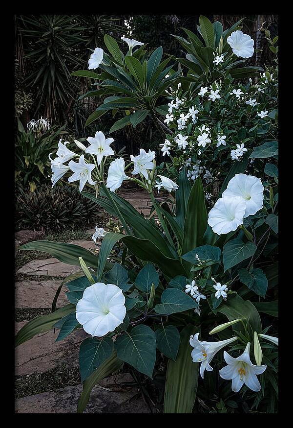 Moon Garden Glowing White Blooms