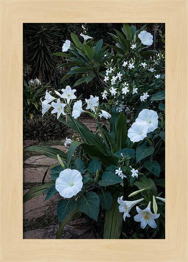 Moon Garden Glowing White Blooms