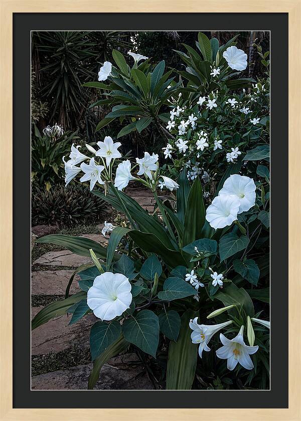 Moon Garden Glowing White Blooms