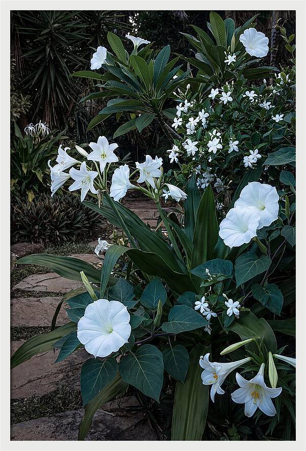 Moon Garden Glowing White Blooms