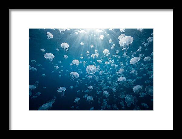Moon Jelly Swarm