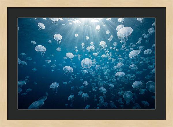Moon Jelly Swarm