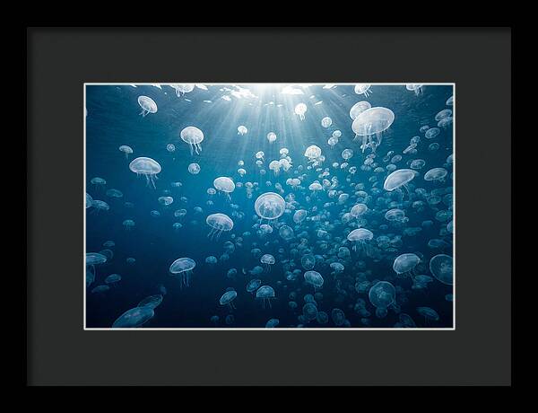 Moon Jelly Swarm