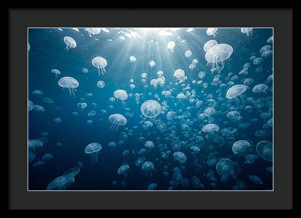 Moon Jelly Swarm
