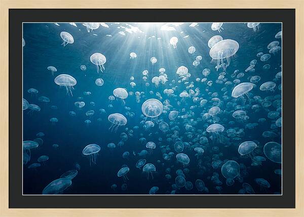 Moon Jelly Swarm
