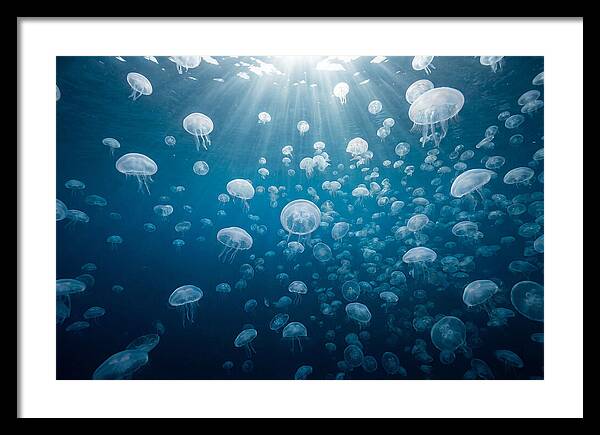 Moon Jelly Swarm