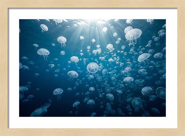 Moon Jelly Swarm