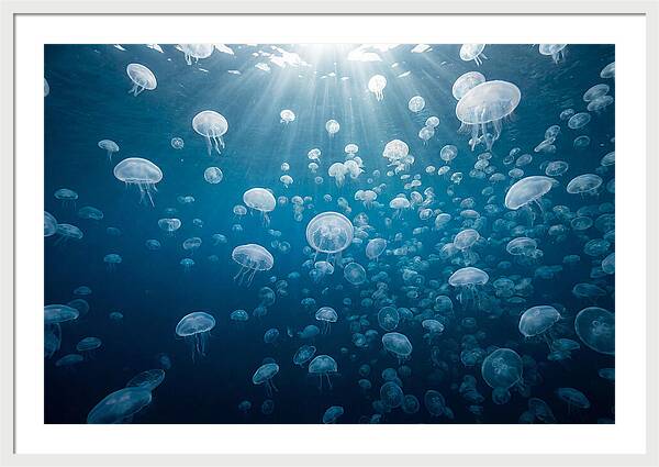 Moon Jelly Swarm