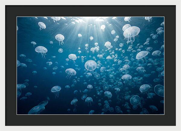 Moon Jelly Swarm