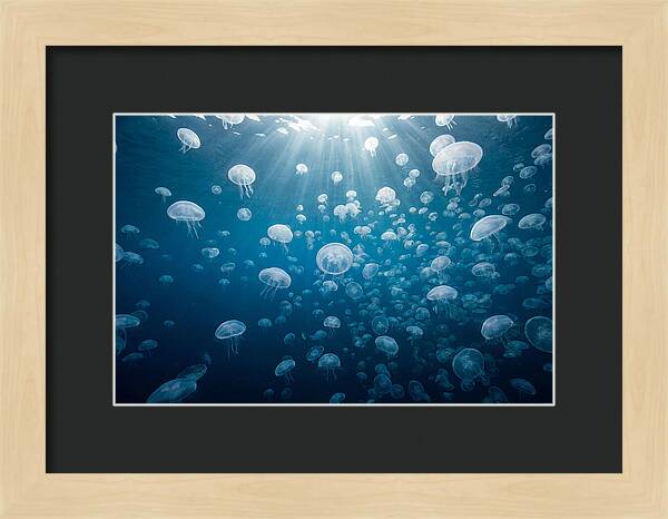 Moon Jelly Swarm