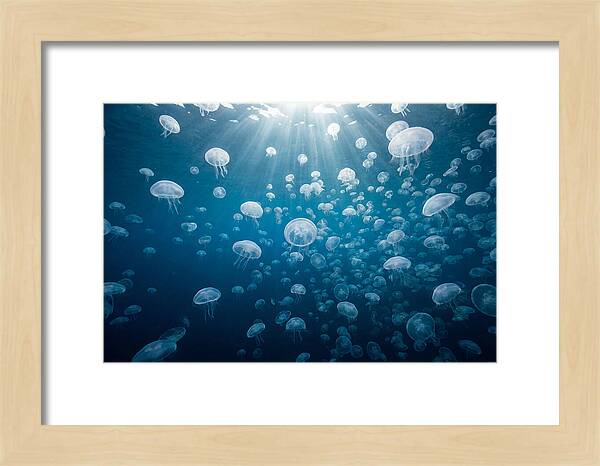 Moon Jelly Swarm