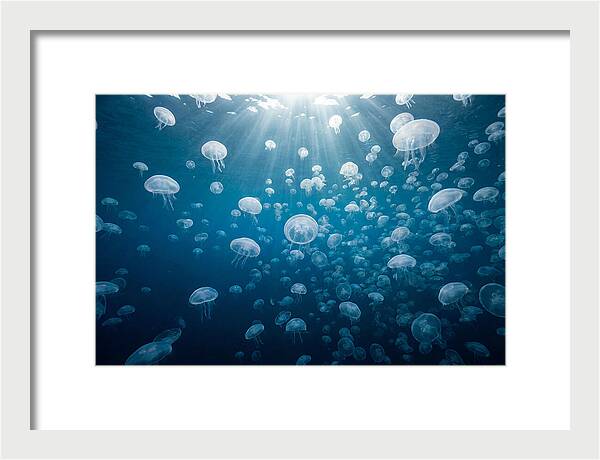 Moon Jelly Swarm