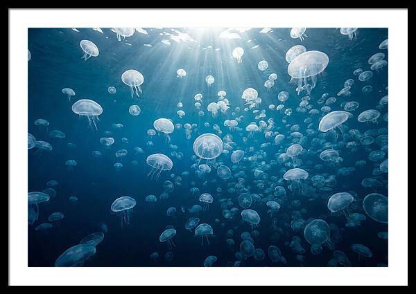 Moon Jelly Swarm