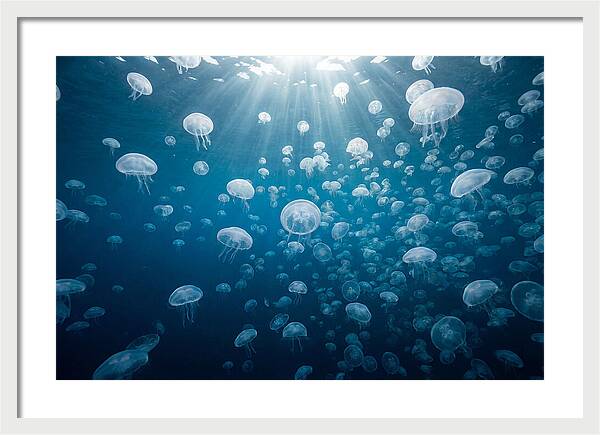 Moon Jelly Swarm